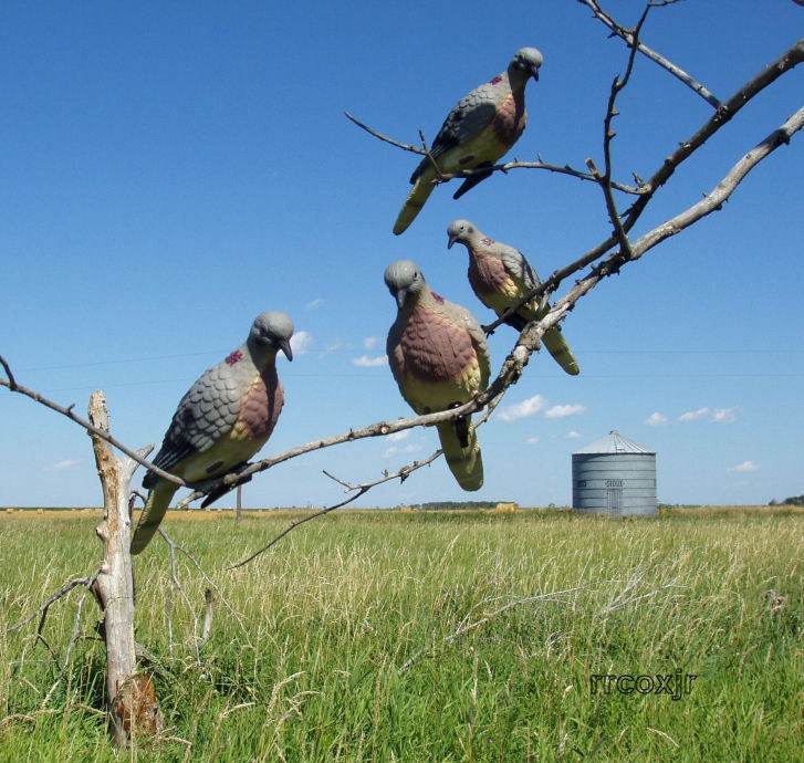 EDGE BY EXPEDITE CLIP ON DOVE DECOYS DOZEN NEW