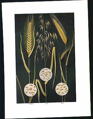 1911 Edible Grains Wheat Oats Rye Germ Seed Plants Original Color 