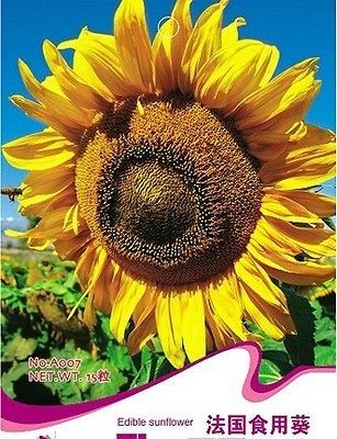 Pack 15 Seeds France Edible Sunflower Seed Flower Seed DIY Garden 