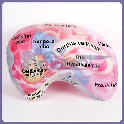 Kids EMERGENCY Education Toy Inflatable Brain Blow up Party GAG GIFT 