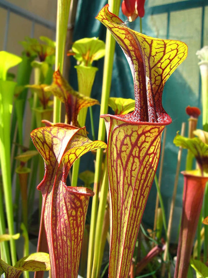 Sarracenia oreophila Pitcher Plants, localized, select exclusive 