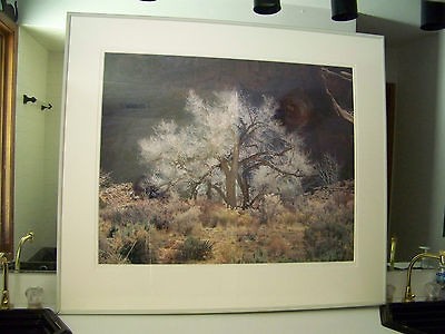 cottonwood and light photograph by christopher burkett 