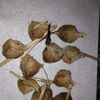 20 chinese praying mantis egg cases maryland 