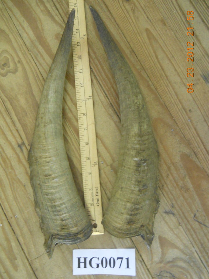 Pair of Goat Horns would be awesome for mask making Home Decor HG0071