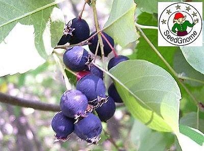 Grow Saskatoons in your garden, Pemmican, Wild fruit, Shadblow 