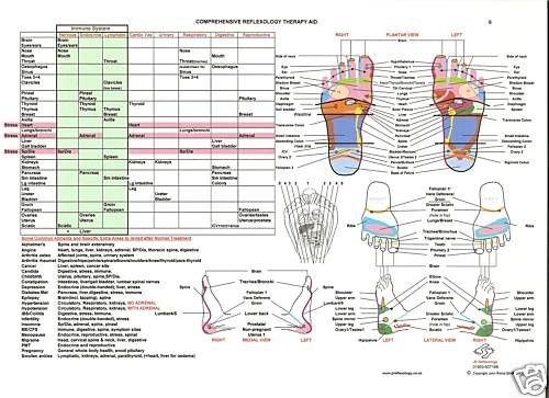 comprehensive a4 laminated reflexology chart ideal for every 