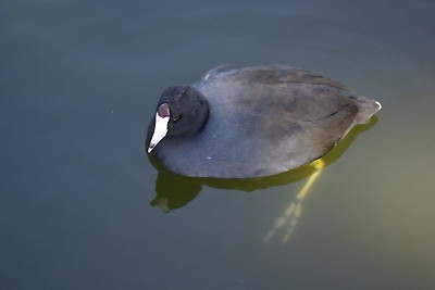 coot decoy reference photo cd  9 95