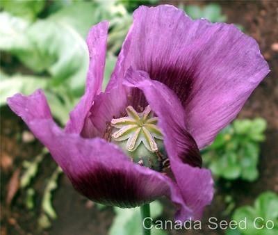 Purple Papaver Somniferum Plant Seeds * Labeled Packets with 