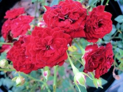 Heirloom Rose Bush Plant Mini Climber Red Cascade 4 Pot Auction