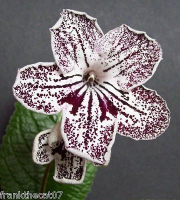 fresh streptocarpus franken un named hybrid seeds 