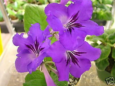 streptocarpus neil s osage  6 00 buy