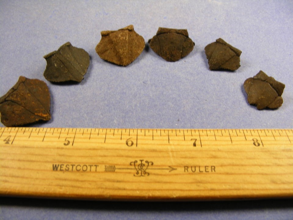 fossils six nuchal skutes from pleistocene musk turtles time left