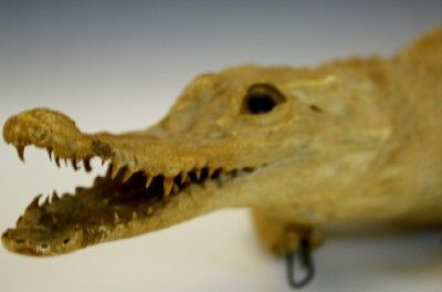   TAXIDERMY STUFFED ALBINO WHITE 29 CROCODILE / ALLIGATOR 