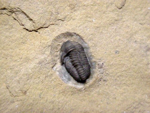 TRILOBITE   UNCOMMON WEEKS FORMATION DORSAL NEPHALICEPHALUS BEEBEI 