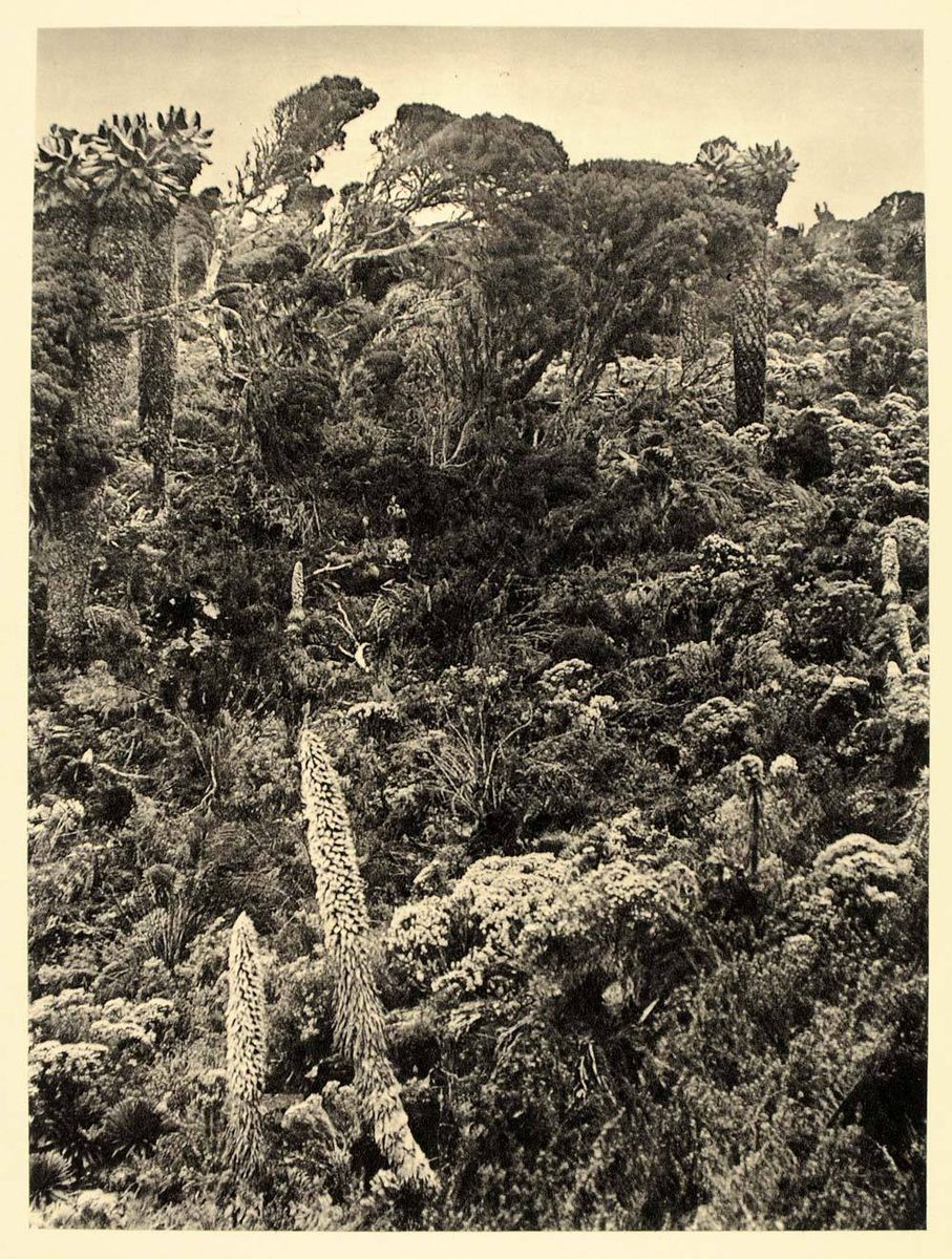 1930 Mount Kilimanjaro Alpine Region Tanzania Landscape   ORIGINAL 