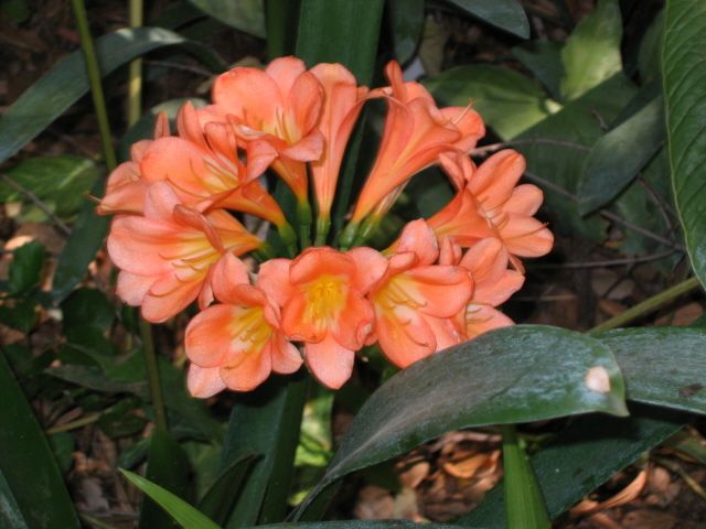 Clivia Seedling Lot of 5 Seedlings (Lt Green Lot) Pinks 