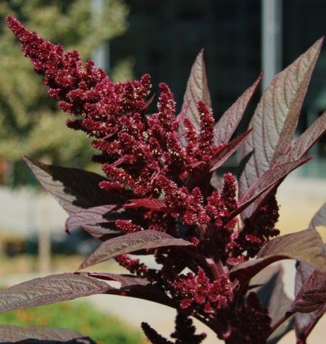 Hopi Red Dye Amaranth Amaranthus Cruentus HRD X50 Seeds