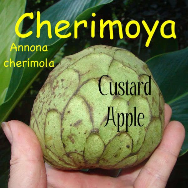 CHERIMOYA Tropical Fruit Seedling Annona cherimola Custard Apple LIVE 