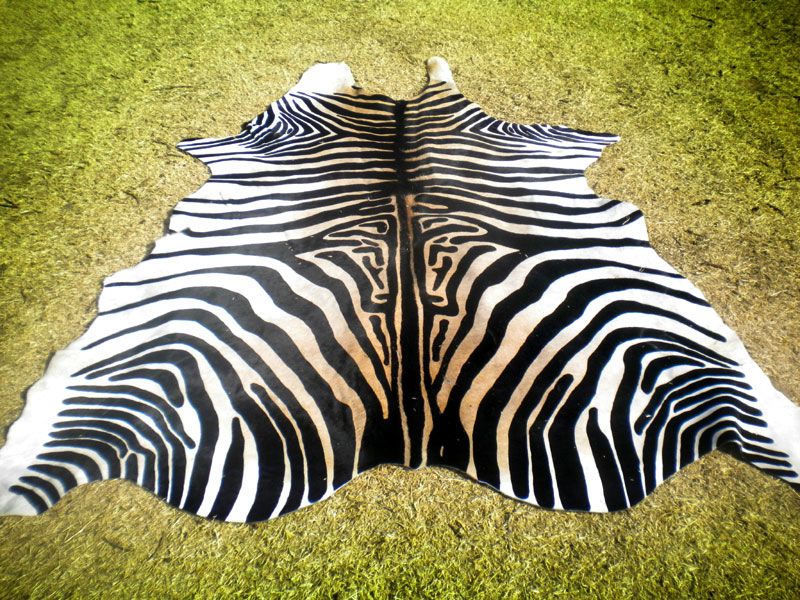 Zebra Print Printed Cowhide Skin Rug Cow Hide DC3565