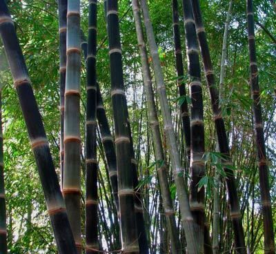 BLACK ASPER BAMBOO Dendrocalamus asper 10 seeds