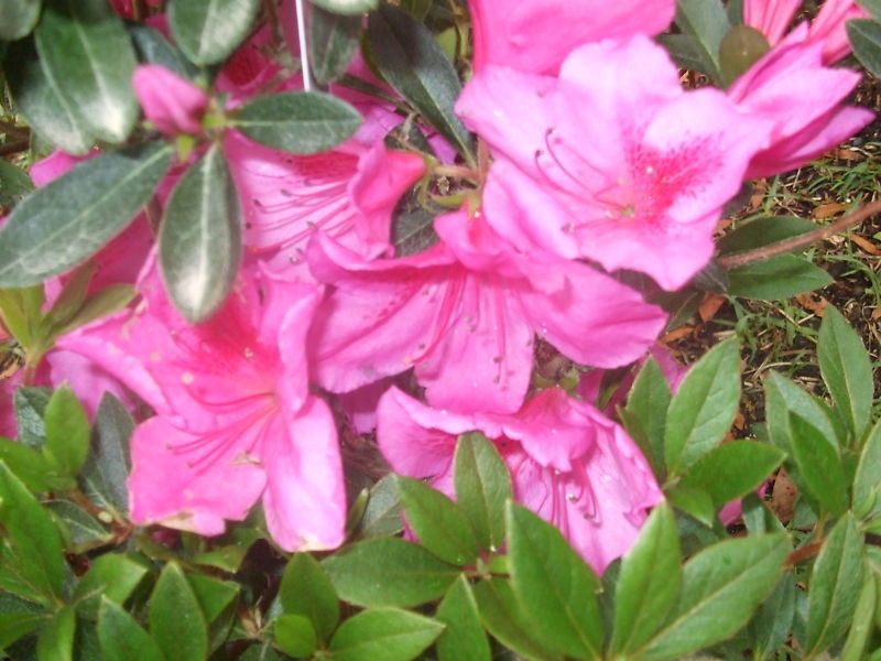 Azalea Purple Formosa Spring Flowering