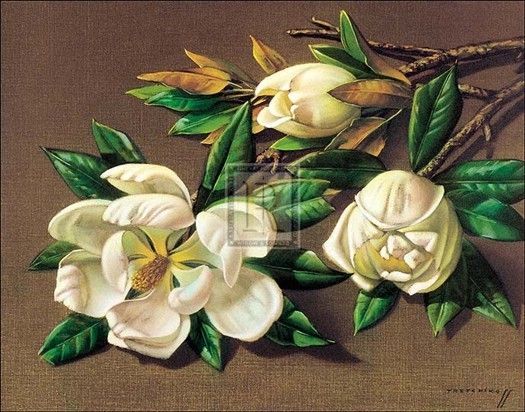 vladimir tretchikoff magnolias flowers petals print  46