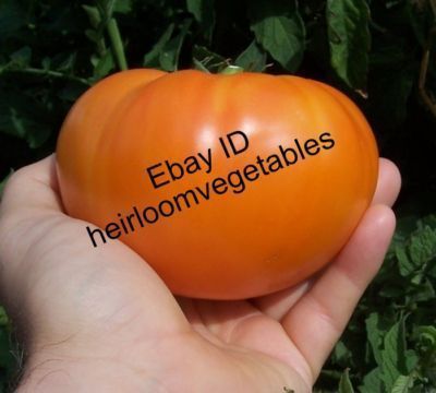 Amana Orange Beefsteak tomato HEIRLOOM 30 seeds SAME DAY SHIPPING