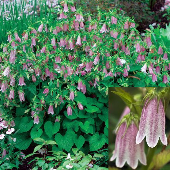 JAPANESE BELLFLOWER CAMPANULA ELIZABETH RARE PERENNIAL PLANT DANGLING 