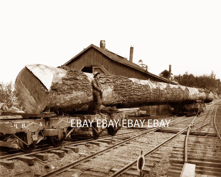 Bellingham Bay Eastern Northern Pacific NP Railroad Depot Logging 