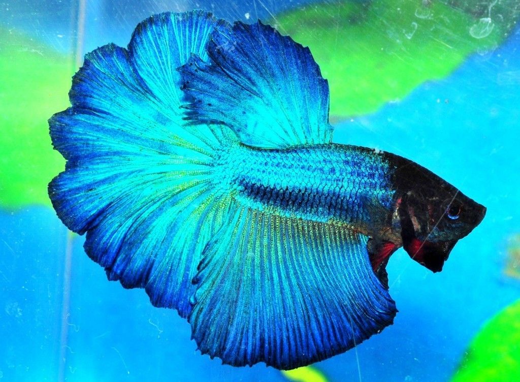 Blue Male Halfmoon Betta Live Fish VM1BL