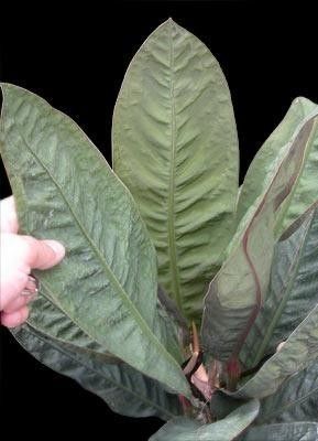 HARD TO FIND VELVET AROID DWARF BIRDSNEST ANTHURIUM WILLIFORDII