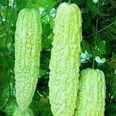 description common name bitter gourd type seeds condition new sub type 