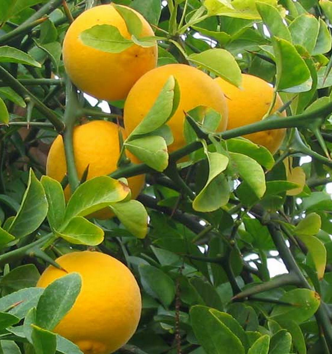    PONCIRUS TRIFOLIATA Japanese Bitter Orange Tree Seeds Zone 6 BONSAI