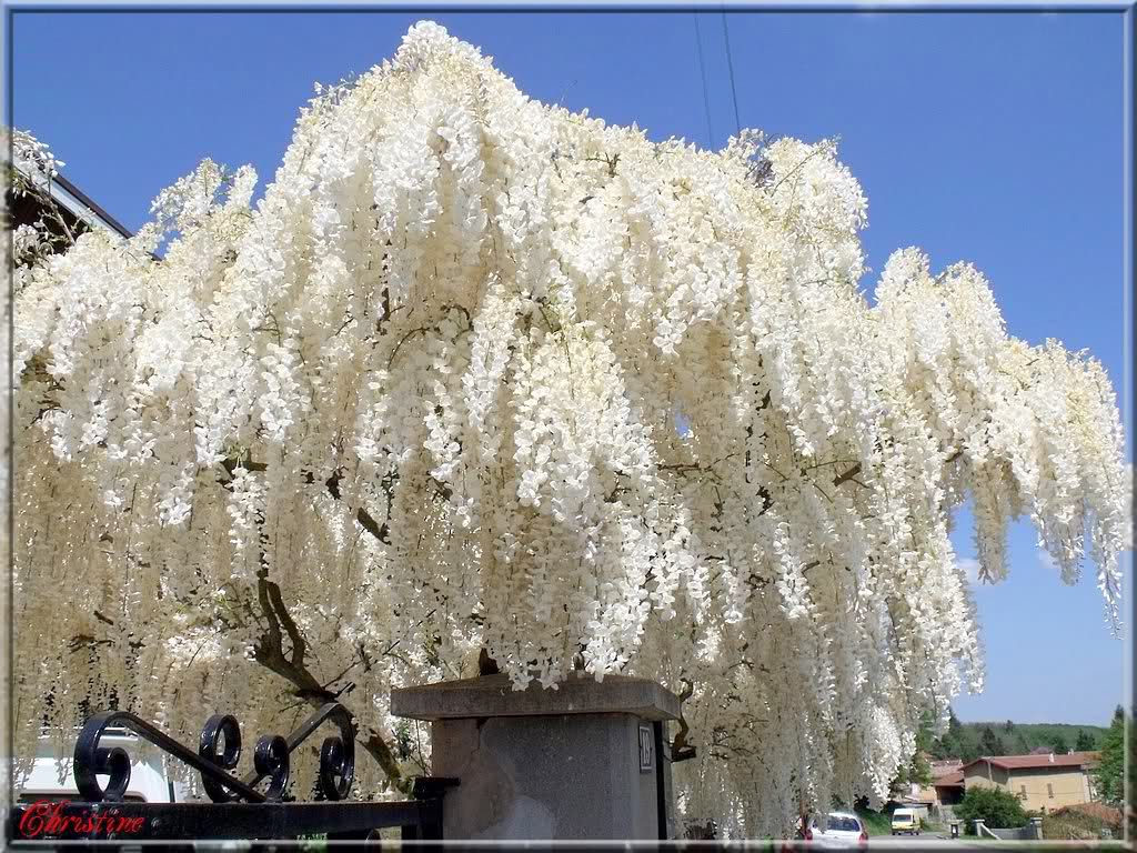   Floraison blanche abondante davril a mai, et une 2 eme floraison