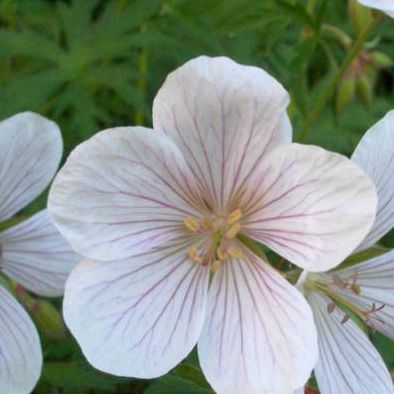 Geranium Clarkei Kashmir White Hardy Perennial 2 Litre Pot