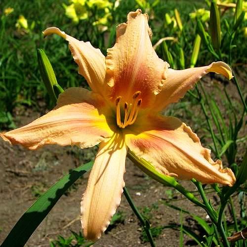 Prairie Butterfly DAYLILY DF Rebloomer