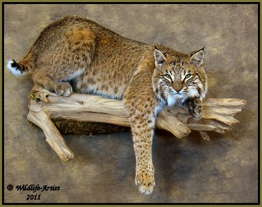 Bobcat Taxidermy New Mount Fur Hunting Cabin Lynx Fox Coyote by 