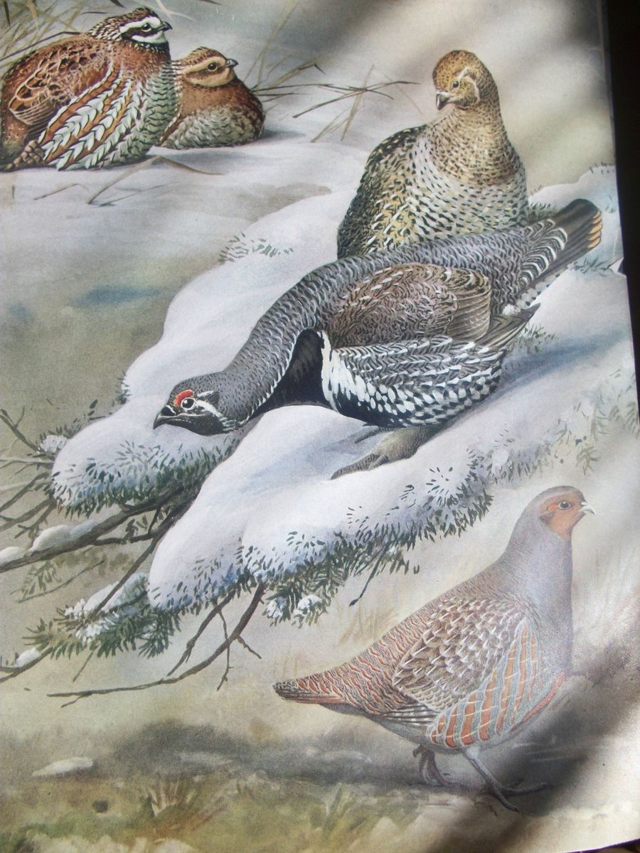 Vintage Bob White Quail Partridge PRINT Fuertes c1900 art Bird Quails 