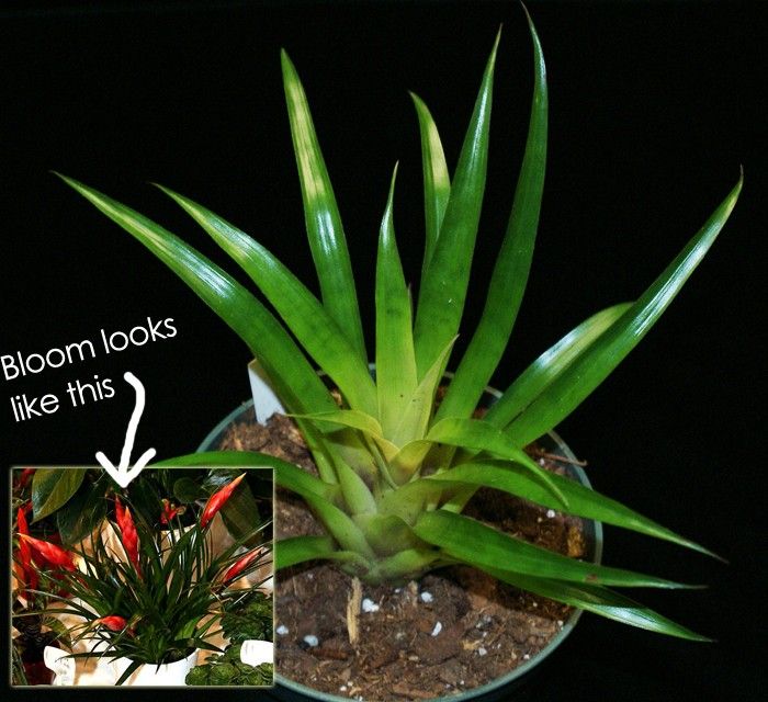 Bromeliad Vriesea Astrid Plants Plant Tropical Bromeliads