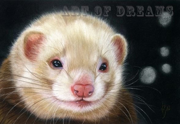 Ferret Frettchen Furo Furet Fret Iltis Marder Marten Drawing Art 