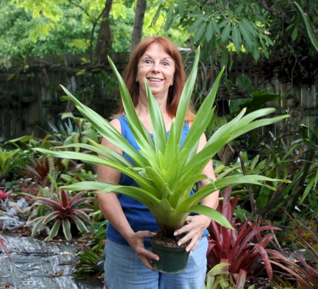 Bromeliad Vriesea Neoglutinosa Attracts Hummingbirds