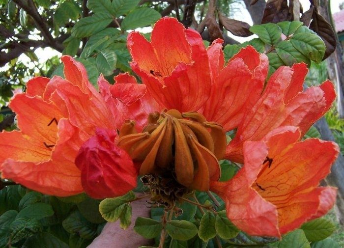 African Tulip Tree Seeds Spathodea Campanulata Oh My