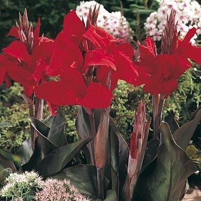  Canna Lily 'Black Knight' Deep Red Bloom