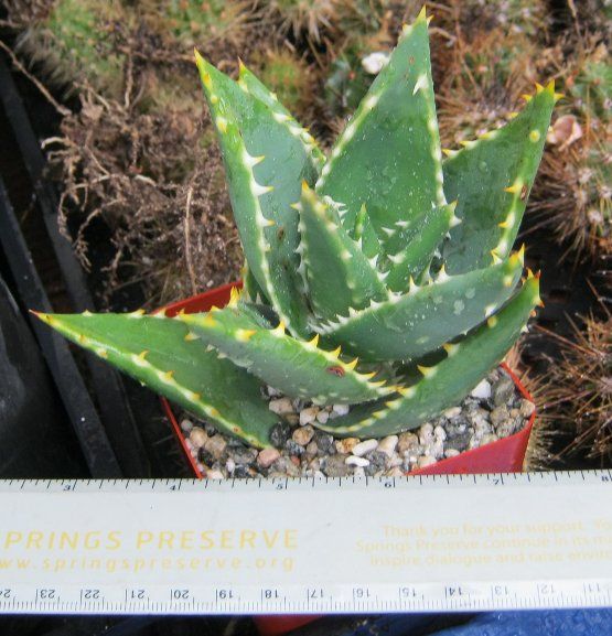 Aloe distans Long Stems of Dark Green Deltoid Succulent Leaves