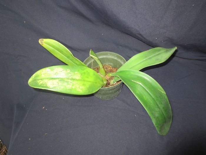 Bulbophyllum phalaenopsis x echinolabium Blooming Size Orchid WEIRD