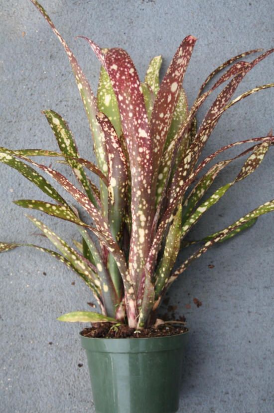 BROMELIAD Billbergia CASABLANCA Brilliant Clump