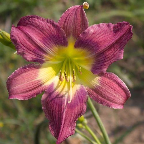 PATTERNS PURPLE DAYLILY  DF   LIVE PLANTS   PERENNIAL FLOWERS