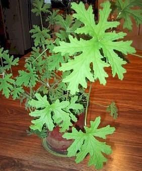 Citronella Mosquito Plant West Nile Virus 4 Pot