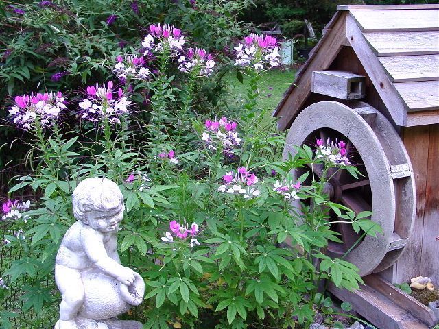 Cleome Rose Queen Spider Flower 935 Seeds GroCo