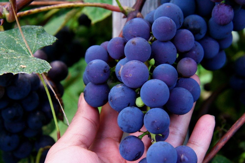 The Best Tasting Grapes 2012 Organic Concord Grape Seeds Excellent for